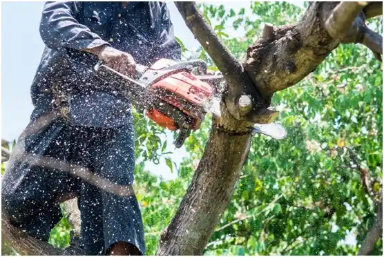 tree services South Park Township